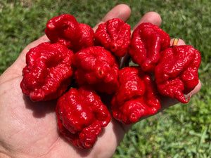 MedullaGum (Pepper Seeds)