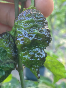 Sharknado Outbreak (T-E)(Pepper Seeds)