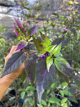 Load image into Gallery viewer, Red Trixster XD (Pepper Seeds)