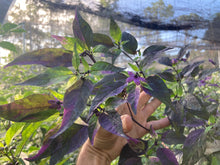 Load image into Gallery viewer, Red Trixster XD (Pepper Seeds)