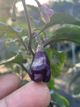 Load image into Gallery viewer, Maroon Voltron (T-E)(Pepper Seeds)