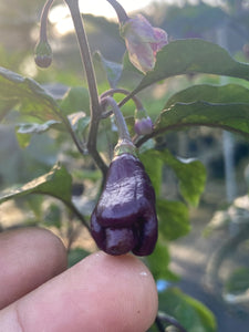 Maroon Voltron (T-E)(Pepper Seeds)