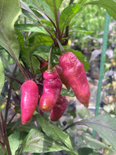 Load image into Gallery viewer, Pink Wendigo (T-E) (Pepper Seeds)