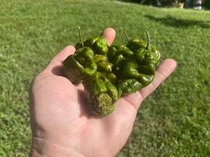 Green GhostScorpion T-E (Limited)(Pepper Seeds)