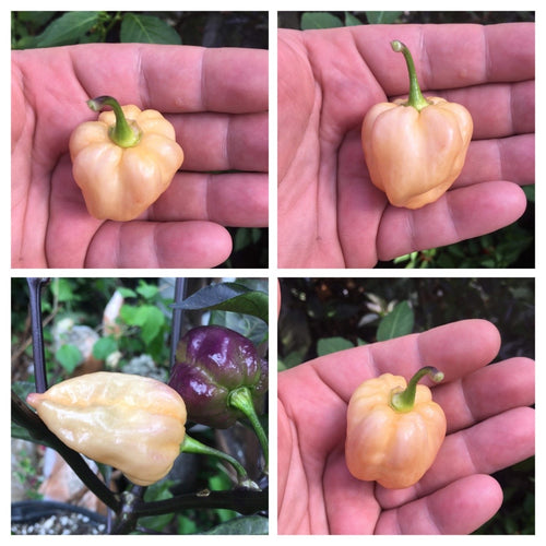 Purple Uprising Peach (Pepper Seeds)