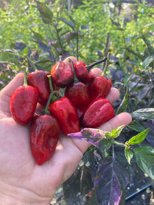 Bryan’s Vulcan Blood (Pepper Seeds)