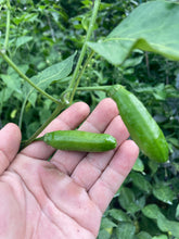 Load image into Gallery viewer, Aji Little Finger (Pepper Seeds)