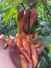 Load image into Gallery viewer, Pink Wendigo (T-E) (Pepper Seeds)