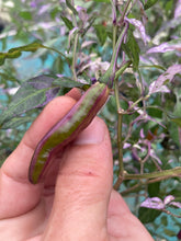 Load image into Gallery viewer, Lost Boys (T-E) (Pepper Seeds)