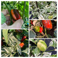 Knights Arch Angel (Pepper Seeds)