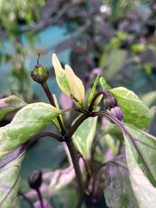 Bryan’s Klingon Blood (Pepper Seeds)