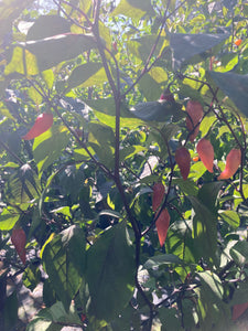 Chuparita Mix) (T-E) (Pepper Seeds)