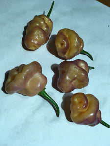 Roxa Lantern (Pepper Seeds)