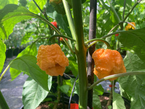 Fujiwhara (Pepper Seeds)