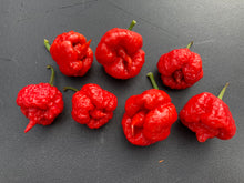 Load image into Gallery viewer, 7 Pot Brainstrain Red (Pepper Seeds)