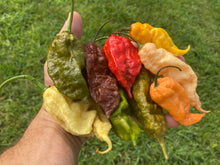 Load image into Gallery viewer, Jays Peach Ghost Scorpion (Pepper Seeds)