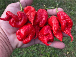 Primotalii Red (Pepper Seeds)