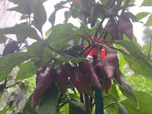 Load image into Gallery viewer, Pink Wendigo (T-E) (Pepper Seeds)