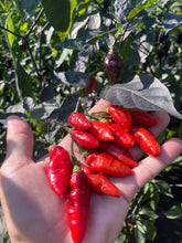 Load image into Gallery viewer, Chupacabra (T-E) (Pepper Seeds)