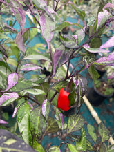 Load image into Gallery viewer, Adele (Pepper Seeds)