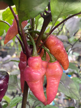 Load image into Gallery viewer, Pink Wendigo (T-E) (Pepper Seeds)