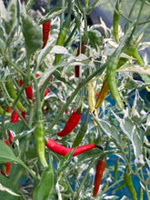 Load image into Gallery viewer, Intergalactic Red (T-E) (Pepper Seeds)