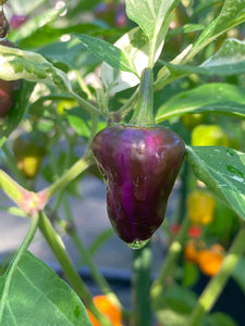 Anunnaki (Pepper Seeds)