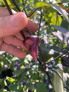 Chuparita (Mix)(T-E) (Pepper Seeds)