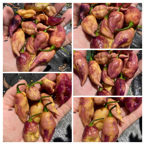 Yellow Tiger (V2)(Pepper Seeds)