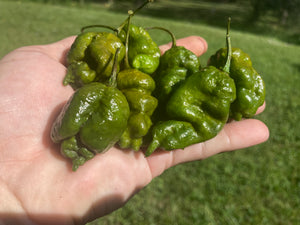 Green GhostScorpion T-E (Limited)(Pepper Seeds)