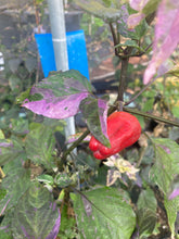 Load image into Gallery viewer, Naraka Variegated (VSRP Poblano (Pepper Seeds)