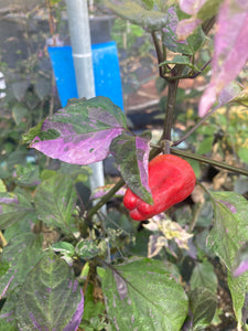 Naraka Variegated (VSRP Poblano (Pepper Seeds)