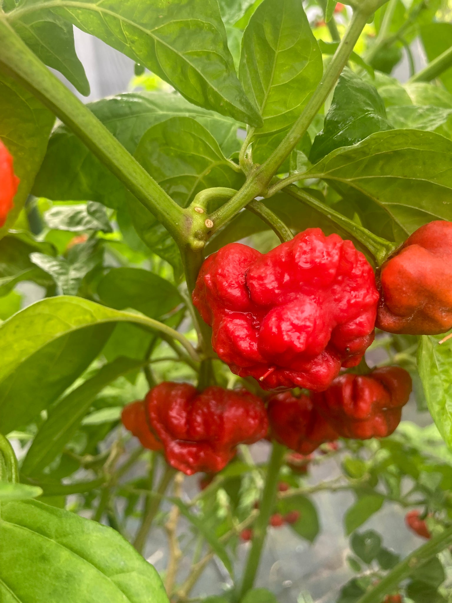 plant scotch bonnet pepper seeds Scotch Bonnet (Red Foodorama) (Pepper Seeds) – Towns-End Chili & Spice
