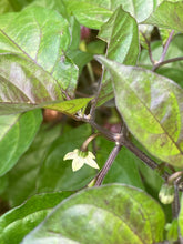 Load image into Gallery viewer, Purple Uprising Yellow (Pepper Seeds)
