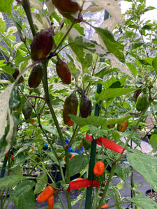 Thunder Nugs (Pepper Seeds)