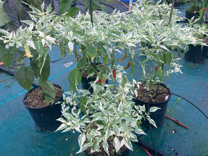 Tiger Thunder (Pepper Seeds)