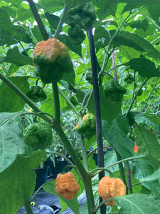 Fujiwhara (Pepper Seeds)