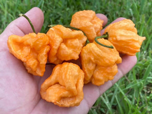 Douglah Orangy (Pepper Seeds)