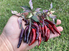 Load image into Gallery viewer, Lost Boys (T-E) (Pepper Seeds)