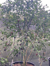 Load image into Gallery viewer, Dark BBG Horizon (Pepper Seeds)