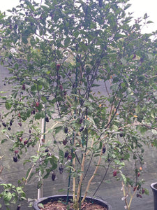 Dark BBG Horizon (Pepper Seeds)