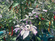 Load image into Gallery viewer, Daywalker (T-E) (Pepper Seeds)