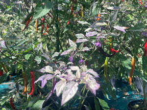 Daywalker (T-E) (Pepper Seeds)