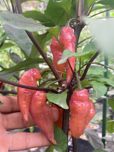 Pink Wendigo (T-E) (Pepper Seeds)