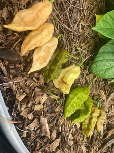 Jays Peach Ghost Scorpion (Pepper Seeds)