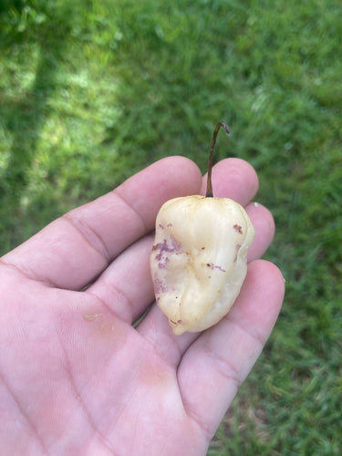 Purple Uprising White (Pepper Seeds)