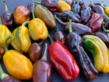 Load image into Gallery viewer, Mythical Places (VSRP Poblano) (T-E Mix) (Pepper Seeds)