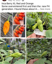 Load image into Gallery viewer, Conquistador (Pepper Seeds)
