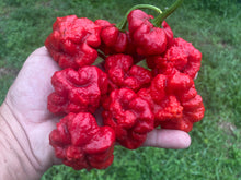 Load image into Gallery viewer, Scotch Bonnet (Red Foodorama) (Pepper Seeds)