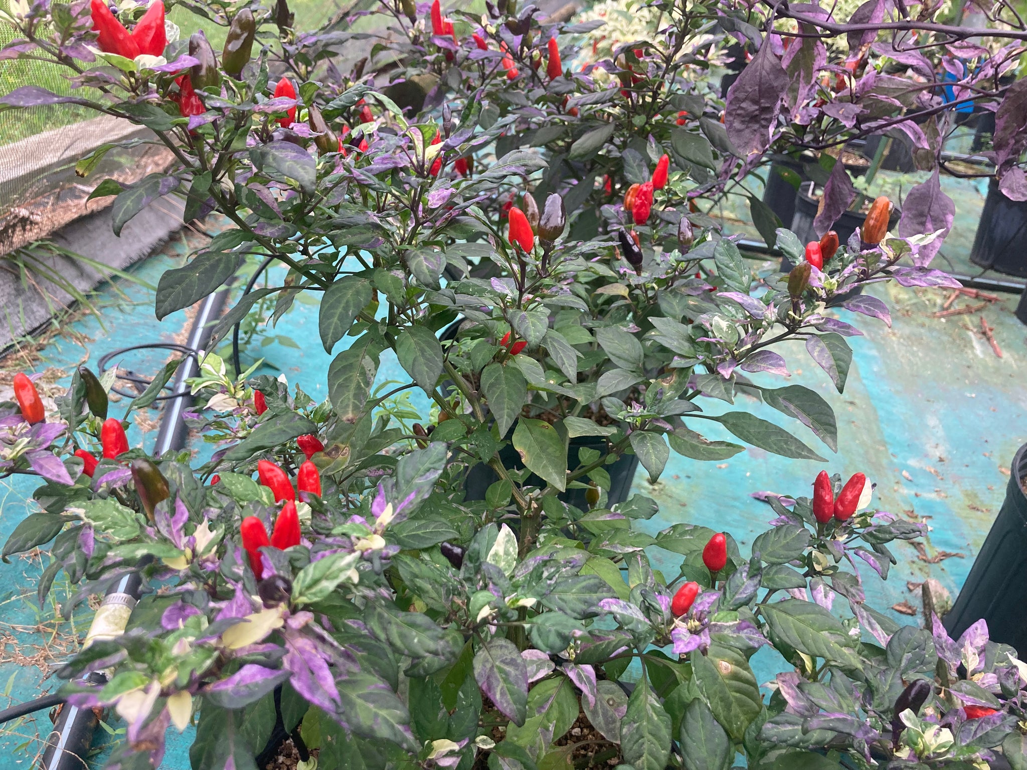 v rising flower seeds Pickles Blood (Rising)(Pepper Seeds) – Towns-End Chili & Spice